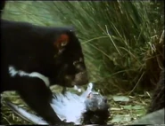 The Velvet Claw (1992)