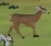 Tyto Ecology Mule Deer