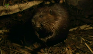 Wild Canada (2014)
