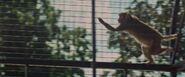 The Zookeeper's Wife (2017)