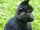 Black Crested Mangabey