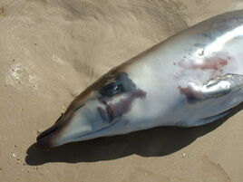 Andrews' Beaked Whale