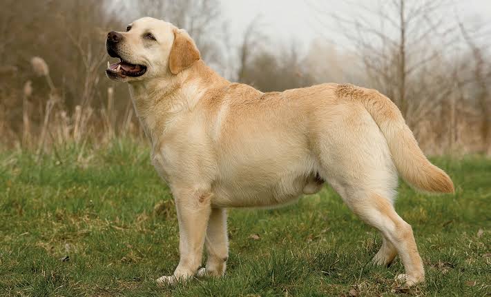 Labrador Retriever | NatureRules1 Wiki | Fandom