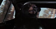 The Love Bug (1968)