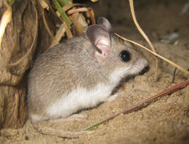 Mouse, Oldfield