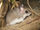 Oldfield Mouse