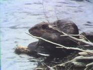 Still Waters (1979)
