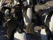 Wildest Antarctica (1998)