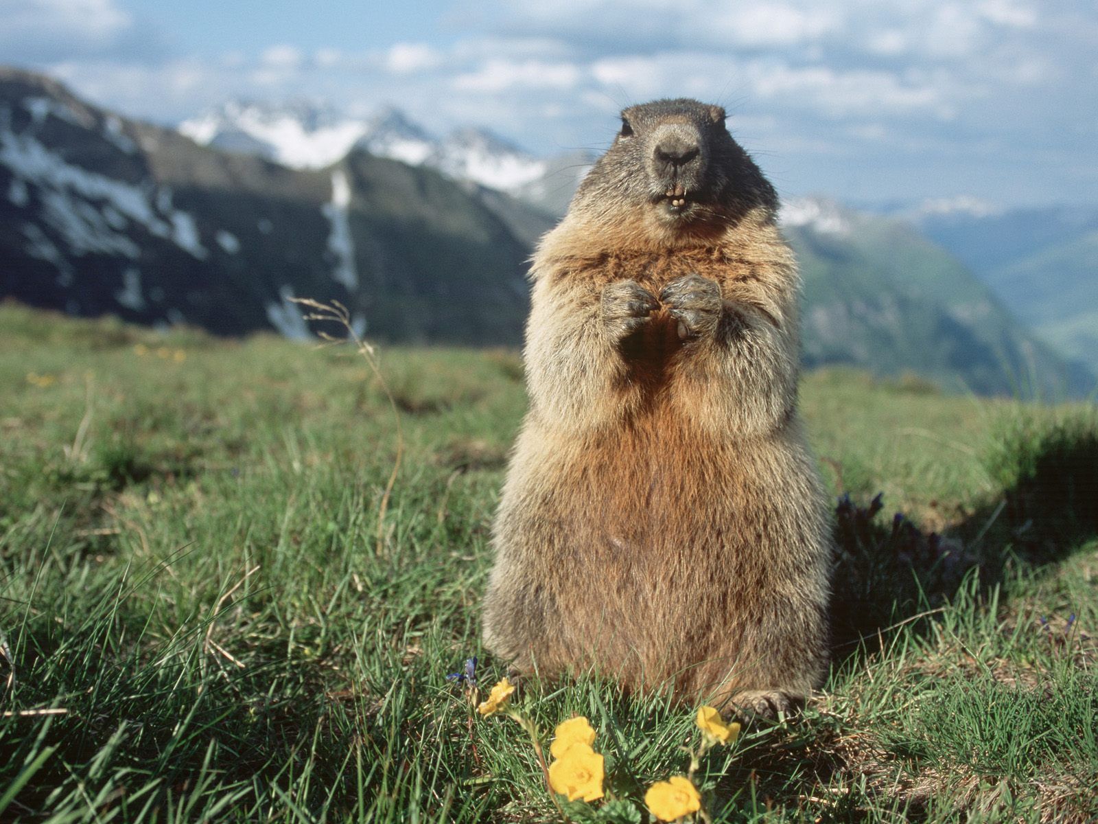 alpine marmot