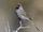 Black-chinned Sparrow
