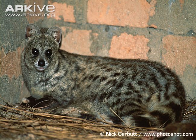 コジャコウネコ（Small Indian Civet）♀ 頭骨 - 通販