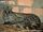 Small Indian Civet