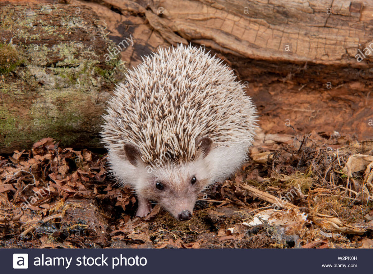 れ*う様 ヨツユビハリネズミ (Four-toed hedgehog) 剥製　1 ヨツユビハリネズミ (Four-toed hedgehog) 剥製