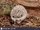 Four-toed Hedgehog