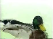 Amazing Animals (1996-1999)