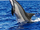 Spinner Dolphin