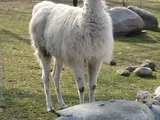 Llama