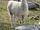 Llama