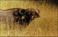 Fascinating Nature (1996)