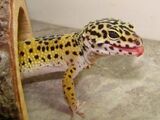 Common Leopard Gecko