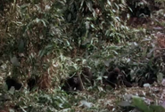 Mogamo (1953)