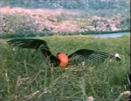 Strictly for the Birds (1989)