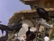 The Life of Birds (1998)