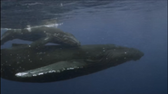 Wild Hawaii (2014)