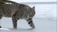Wild Mississippi (2012)