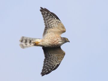 Chinese Sparrowhawk | NatureRules1 Wiki | Fandom