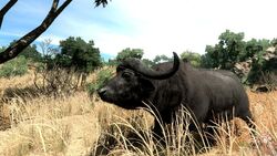 African Buffalo, NatureRules1 Wiki