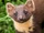 European Pine Marten