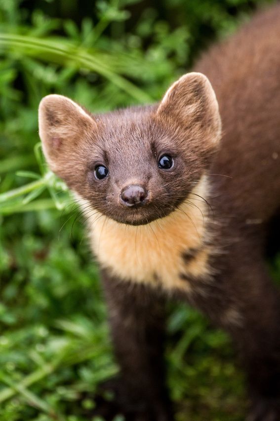 European Pine Marten NatureRules1 Wiki Fandom
