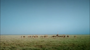 African Bambi (2007)