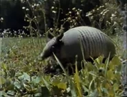 Armadillo (1980)