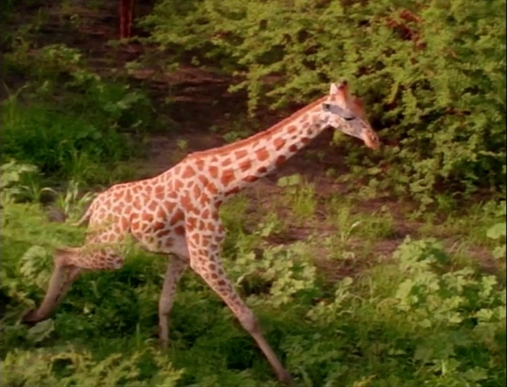 Disney's Animal Kingdom NatureRules1 Wiki Fandom