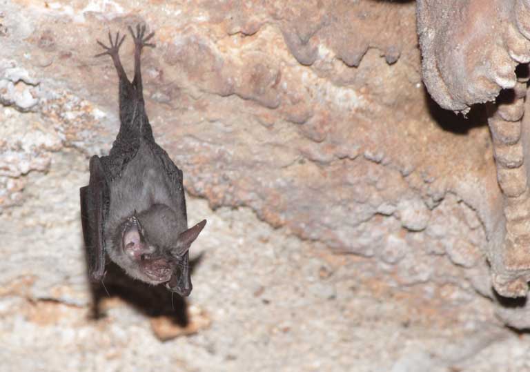 Kitti's hog-nosed bat aka Bumblebee bat - occurs in western