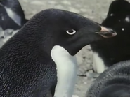 Icebird (1989)