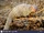 Indian Grey Mongoose