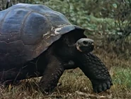 Islands of the Sea (1960)