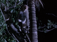 Jungle Boy (1998)