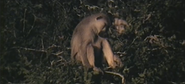 King Elephant (1971)
