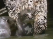 Kratts' Creatures (1996)