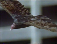 Lifesense (1991)