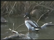Profiles of Nature (1986)