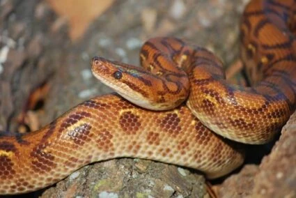 Rainbow Boa | NatureRules1 Wiki | Fandom
