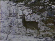 The Colorado 1990 Deer