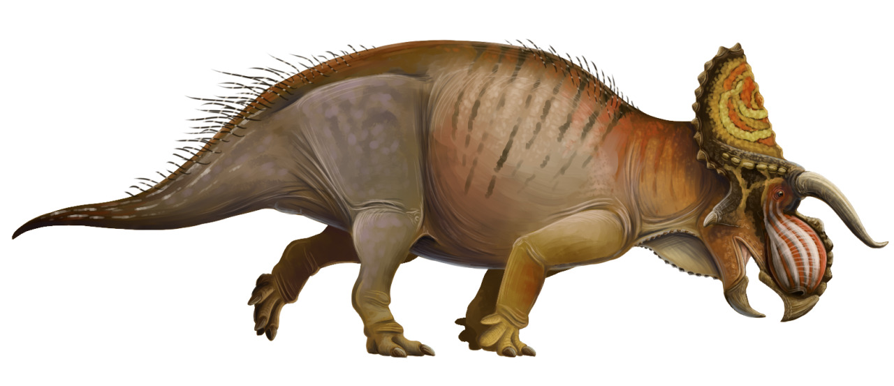 ozwrt 亀甲竜 Dioscorea Nasutoceratops TOPPAGE│OZWRT