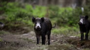 Wild Slovakia (2015)
