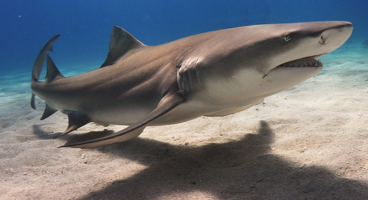 Lemon Shark, NatureRules1 Wiki